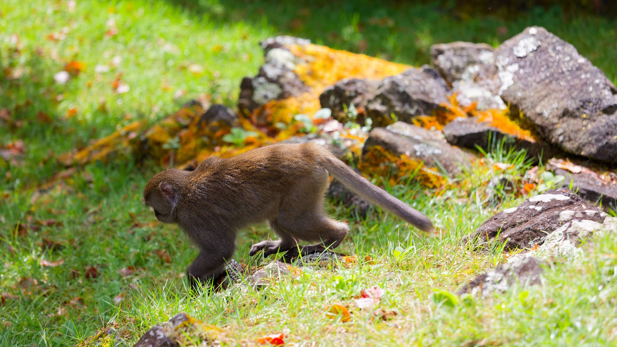 05 - Alishan (31).jpg